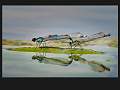 Terri Thorpe - Mating Damselflies